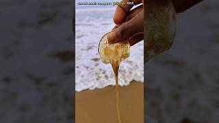 Saved most venomous compass jellyfish life jellyfish fishing abhifishinglife shorts [upl. by Oirelav]