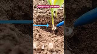 Hypogeal Seed Germination in maize [upl. by Notyap]