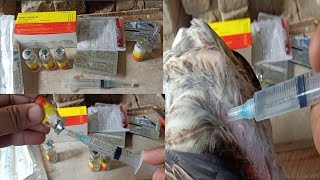 Whats The Right Way To Inject A Injection In Chickens How To Use Injection In Aseel Birds [upl. by Siramed]