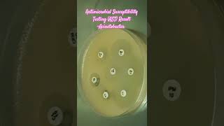 Antibiotics Sensitivity Testing AST of Acinetobacter baumannii complex microbiology microbes [upl. by Nahsyar]