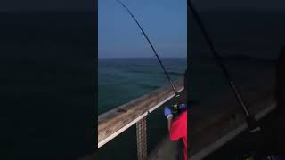 Pier Fishing Navarre Pier Florida fishing fishinglife [upl. by Aliahkim]