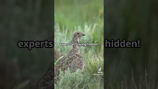 Britain’s 10 Rarest Animals Part 6 Corncrake 🐦 explore trending viralvideo foryou subscribe [upl. by Hattie]