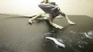 Bearded Dragon with MBD trying to eat [upl. by Glorianna]