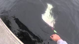 Halibut Fishing BC with Kitimat Lodge Fishing Tours amp Adventures [upl. by Eitisahc188]