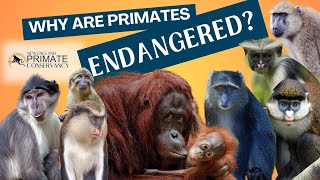 Why Are Primates Endangered [upl. by Anirad]