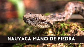 Serpiente VenenosaNAUYACA MANO DE PIEDRA Metlapilcoatlus mexicanus [upl. by Aleihs580]