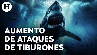 Aumento de ataques de tiburones ¿Una consecuencia humana y del cambio climático [upl. by Duggan]