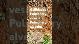 Gallbladder Pulmonary alveolus vesicle Ascende8q health family youtubeshorts [upl. by Erv]