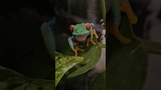 Hear our RETF croak redeyetreefrog frogs amphibians animals [upl. by Nereen]