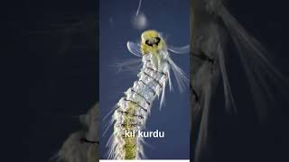 Kıl kurdu  Biyoloji Animasyon biology biyoloji [upl. by Hgielrak830]