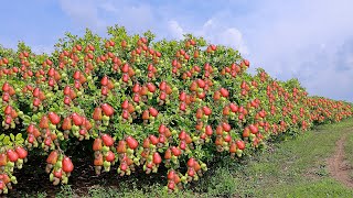 Cashew Cultivation and Cashew Nut Harvesting in My Village [upl. by Forland]