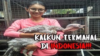 beternak Kalkun termahal di Indonesia [upl. by Ziom]