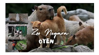 OYEN zoo negara Redeem Tiket Free sempena hari jadi di zoo negara Ada yg masih tak tahu ke [upl. by Kaye]