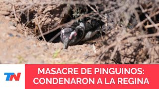 Condenaron al empresario ganadero que aplastó con una topadora a pingüinos en Punta Tombo [upl. by Letnohc]