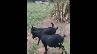 Boer cross Black Bengal goat heavy weight kids  subscribe to support our channel9966882641 [upl. by Attekal]