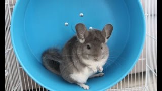 Сhinchilla on a wheel Chinchilla laughing Funny chinchillas videos [upl. by Shermie]