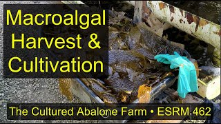 Macroalgae at The Cultured Abalone Farm [upl. by Novehc335]