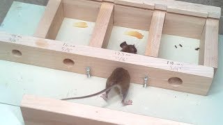 How small a hole can a mouse get through Experiments [upl. by Joela]