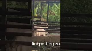 Mini petting zoo in Tambun Musk Melon Farm Ipoh pettingzoo zoo fruit fruitfarm farming farm [upl. by Ydnis]