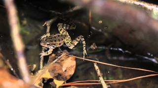 Pickerel Frog Calling [upl. by Hildegard779]