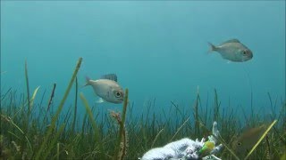 Seagrass meadows support our fisheries [upl. by Ahsenid]