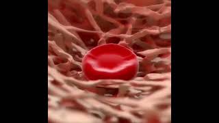 Maturation Erythropoiesis the varieties of the process of hematopoiesis during which RBCs are formed [upl. by Salokkin]