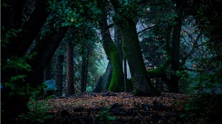 The Ambientalist  Emerald Forest [upl. by Aztiley]