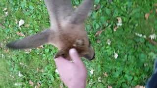 Really friendly deer original full video [upl. by Raman11]