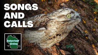 Common Potoo Song Haunting [upl. by Shoifet545]