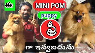 toy pomeranian puppy for free adoptionin teluguapts77805 83161DVR NEWS amp PETS [upl. by Leach587]