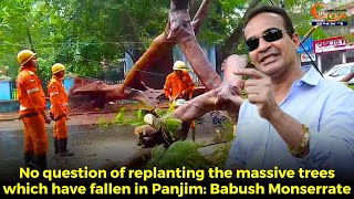 No question of replanting the massive trees which have fallen in Panjim Babush Monserrate [upl. by Adnarim598]