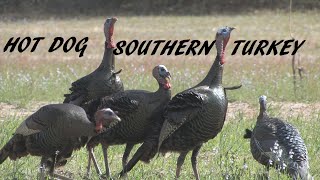 SOUTH CAROLINA TURKEY HUNT  SHOT EM IN THE FACE [upl. by Lundt]