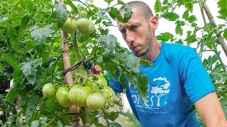 Grow Tomatoes NOT Leaves  How to Prune Tomato Plants for LOTS of Fruit [upl. by Pilihp]