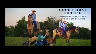 quotMeet Fridayquot Registered Buckskin Missouri Foxtrotter Gelding For Sale GaitedTrailParade [upl. by Odrawde]