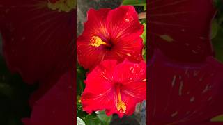 Hybrid hibiscus of my garden 🌺hibiscus hybridhibiscus youtubeshorts viralshort garden flowers [upl. by Horten]