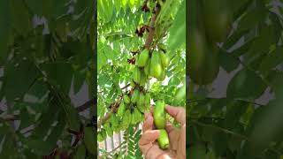 Harvest Averrhoa bilimbi L familyfarms food fruit berkebundihalamanrumah green planterbag [upl. by Adlesirc]