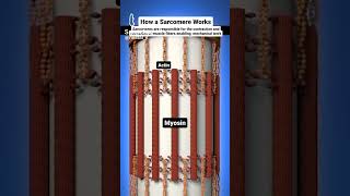 sarcomere works actin and myosin filaments [upl. by Nitaf377]