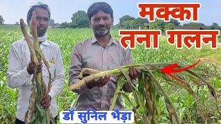 मक्का बैक्टिरियल तना गलन  तने से आ रही बदबू। Bacterial Stalk Rot of Maize drsunilbhaira [upl. by Elocel855]