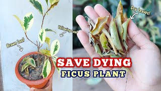 Save A DYING Plant within 4 DAYS  Ficus Plant Care [upl. by Herschel838]