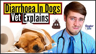 How To STOP And TREAT Diarrhea In Dogs  Easy Tips You Should Know  Vet Explains  Dogtor Pete [upl. by Laamak]