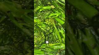 Easy Broccolini Recipe [upl. by Samuele203]