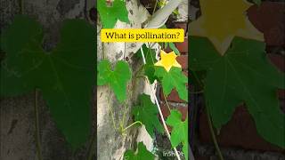 What is pollination🤔 Hand pollination Short video garden pollinations yt ytshorts viralvideo [upl. by Judah169]