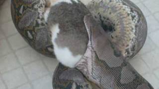 Big snake eats a big rabbit [upl. by Viviyan]