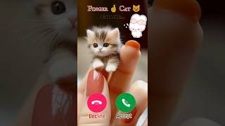 Calling Finger 🤞 Cat 😺 Meow meow meow cat arhamaarishquotes ytshorts shorts viral [upl. by Shani375]