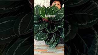 5 plantasparavasos shorts indoorplants flowers flores jardins comocuidardeplantas jjj [upl. by Risan806]