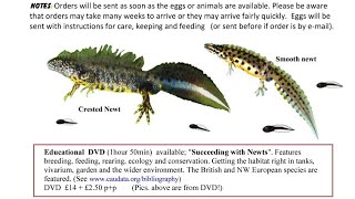 Great Crested Newts as Pets  Know the Law [upl. by Alburg313]