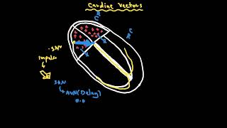 Cardiac Vectors [upl. by Deroo]