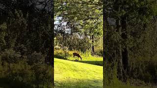 Deer listening to radio Rangeley Maine subscribe [upl. by Salim]