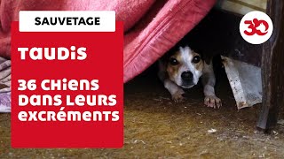 36 chiens vivaient dans leurs excréments [upl. by Prager286]