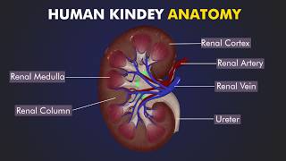 Structure and Function of Human Kidney Anatomy of human kidney 3d Illustration [upl. by Rahmann]